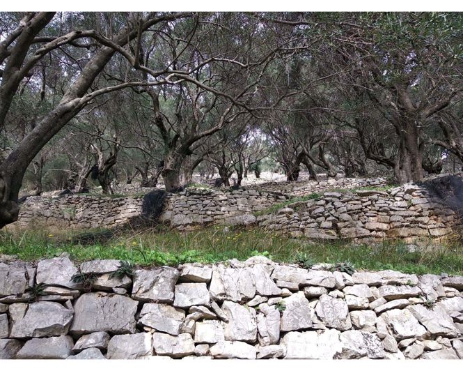 Image No.5-Terre à vendre à Corfou