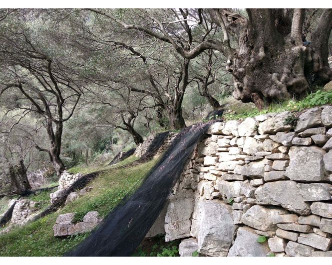 Image No.6-Terre à vendre à Corfou