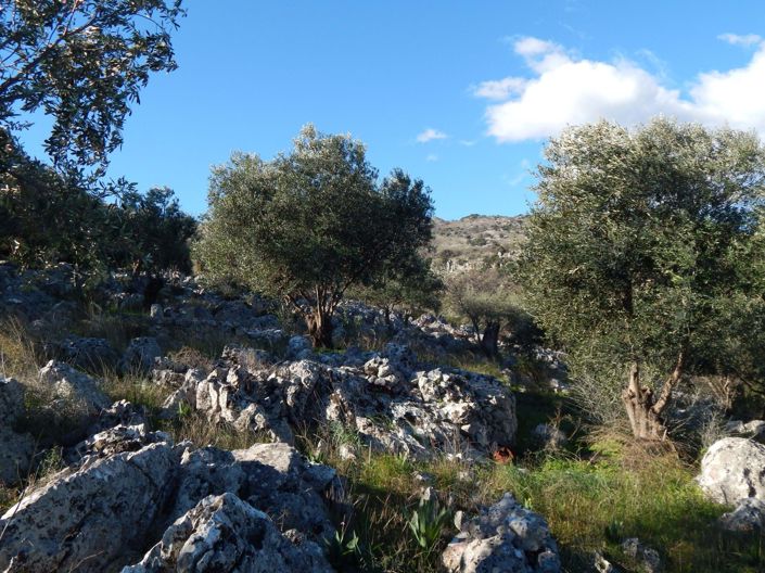 Image No.8-Terre à vendre à Kassiopi