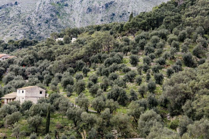 Image No.12-Terre à vendre à Corfou