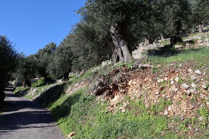 Image No.5-Terre à vendre à Corfou