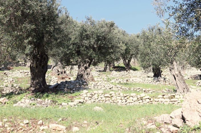 Image No.9-Terre à vendre à Corfou