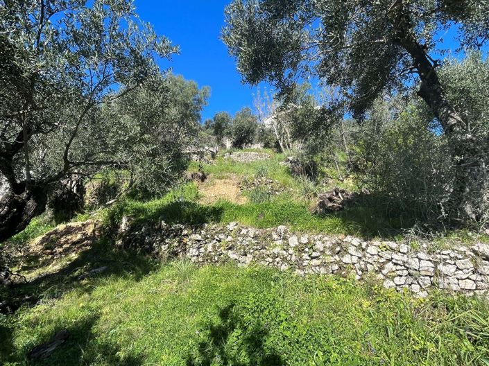 Image No.9-Terre à vendre à Corfou