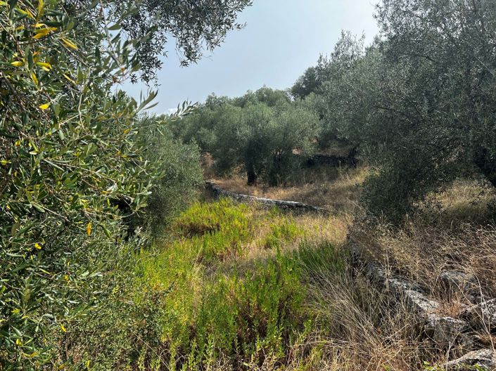 Image No.4-Terre à vendre à Kassiopi