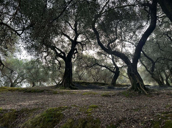 Image No.12-Maison de 3 chambres à vendre à Corfou
