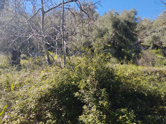 Image No.4-Terre à vendre à Kalámi