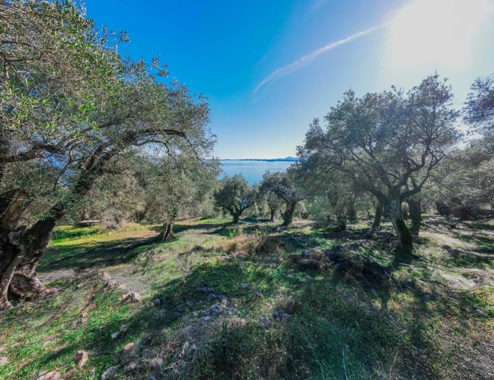 Image No.3-Terre à vendre à Spartilas