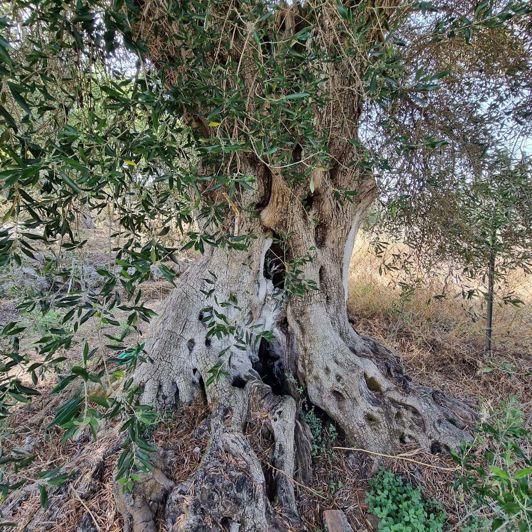 Image No.11-Maison de 6 chambres à vendre à Corfou