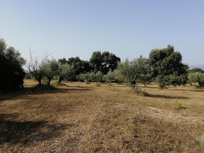 Image No.5-3 Bed Plot for sale