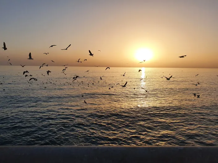 Image No.20-Villa de 4 chambres à vendre à Cetraro