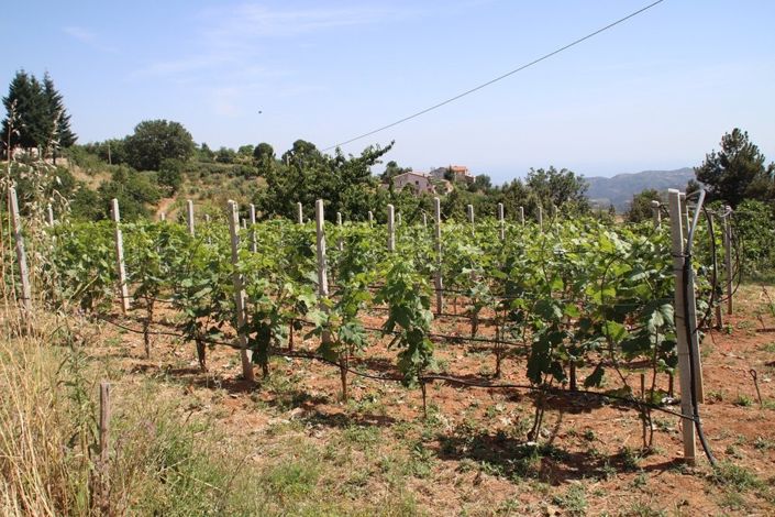 Image No.4-Propriété de 1 chambre à vendre à Calabre