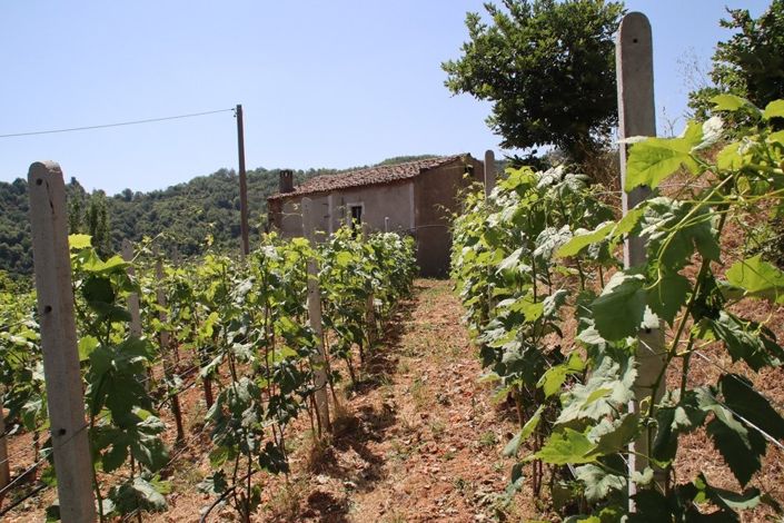Image No.5-Propriété de 1 chambre à vendre à Calabre