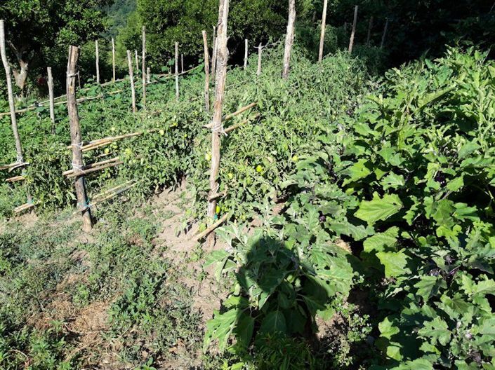 Image No.14-Farmhouse for sale