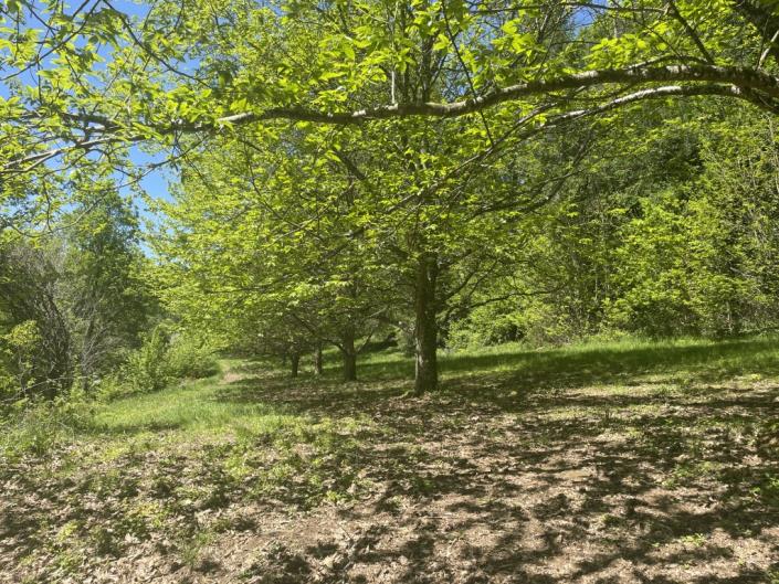 Image No.16-3 Bed Country House for sale