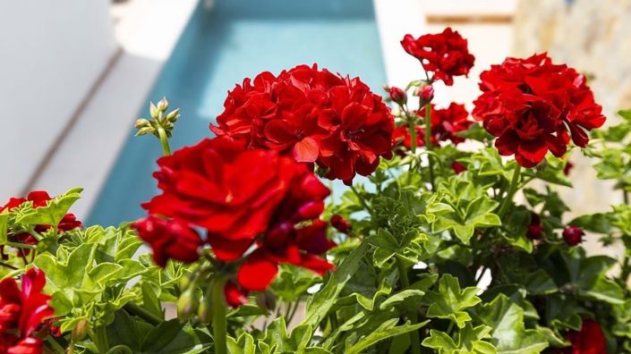 Image No.19-2 Bed Apartment for sale