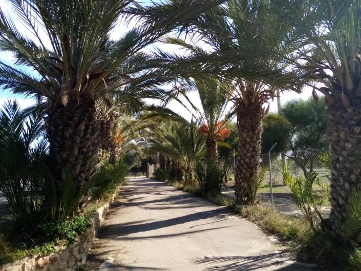 Image No.50-Commercial de 7 chambres à vendre à Vera