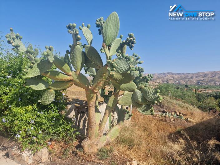 Image No.28-Cortijo de 3 chambres à vendre à Almanzora