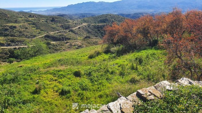 Image No.9-Propriété à vendre à Bédar