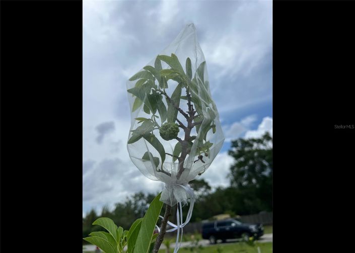 Image No.56-3 Bed House for sale