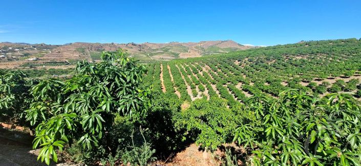 Image No.31-Propriété de 5 chambres à vendre à Vélez-Málaga