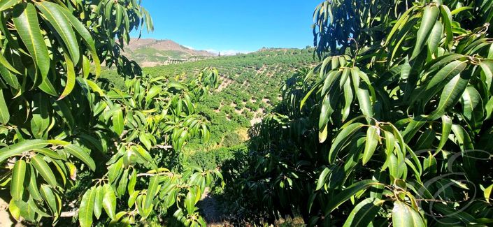 Image No.32-Propriété de 5 chambres à vendre à Vélez-Málaga