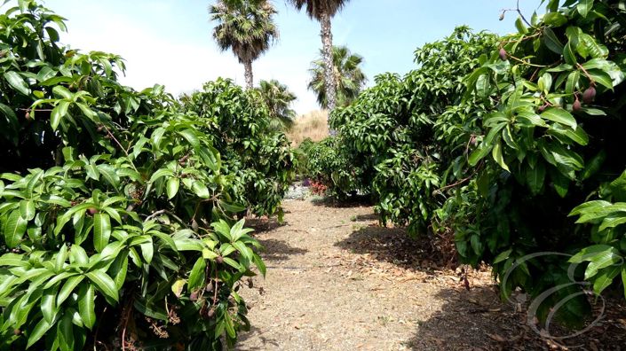 Image No.29-Propriété de 3 chambres à vendre à Benamargosa