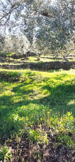 Image No.3-Propriété de 2 chambres à vendre à Vélez-Málaga