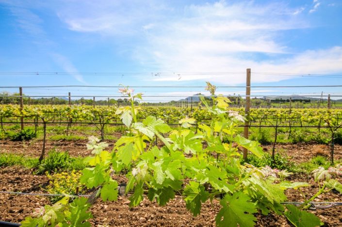 Image No.2-Finca de 4 chambres à vendre à Alcúdia