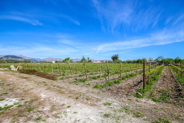 Image No.3-Finca de 4 chambres à vendre à Alcúdia