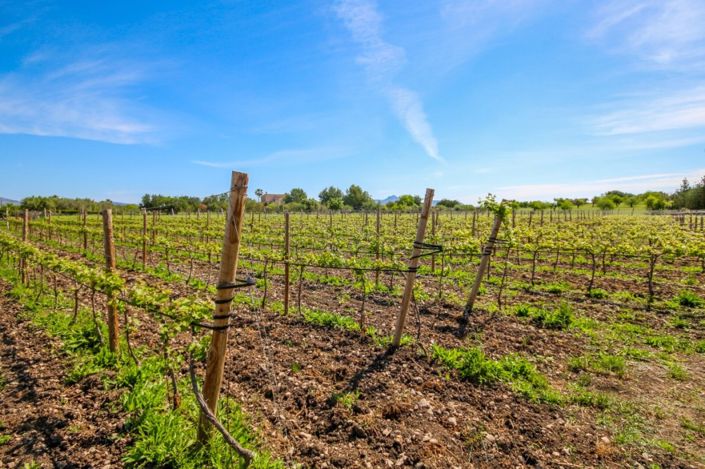 Image No.4-Finca de 4 chambres à vendre à Alcúdia