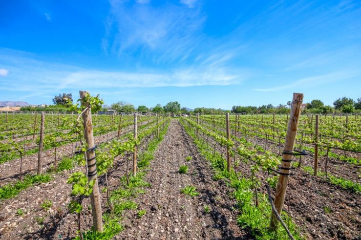 Image No.5-Finca de 4 chambres à vendre à Alcúdia