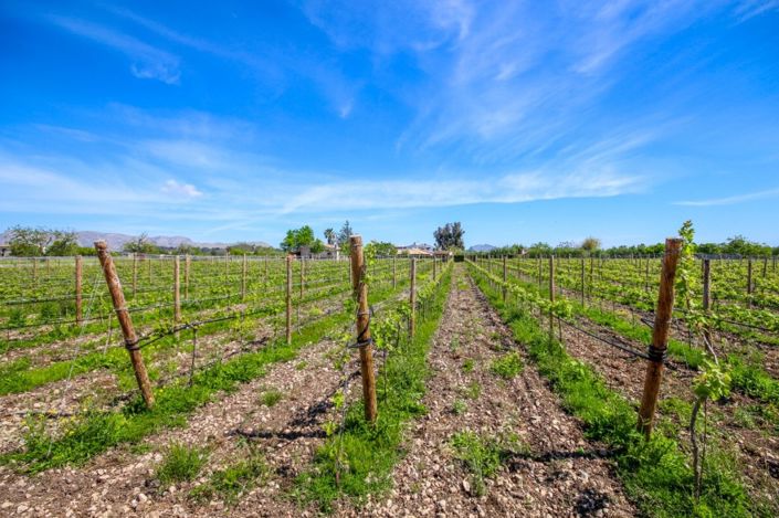 Image No.7-Finca de 4 chambres à vendre à Alcúdia