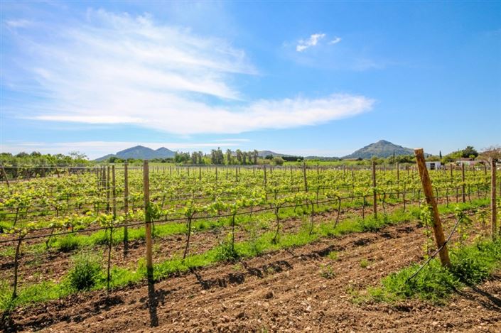 Image No.8-Finca de 4 chambres à vendre à Alcúdia