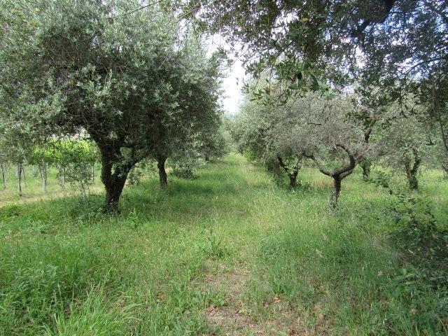 Image No.22-Maison de campagne de 2 chambres à vendre à Filetto