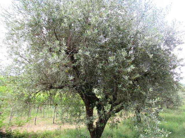 Image No.23-Maison de campagne de 2 chambres à vendre à Filetto