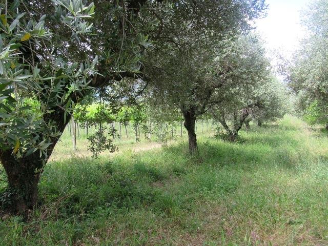 Image No.25-Maison de campagne de 2 chambres à vendre à Filetto