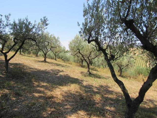 Image No.3-Terre à vendre à Torino di Sangro