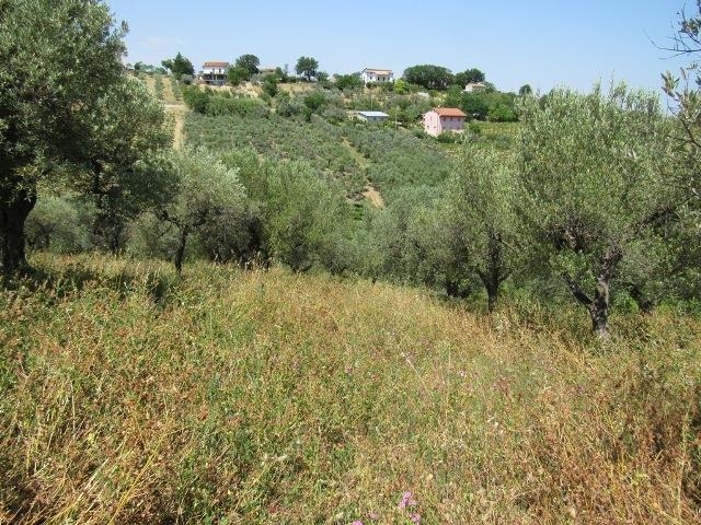Image No.6-Terre à vendre à Torino di Sangro
