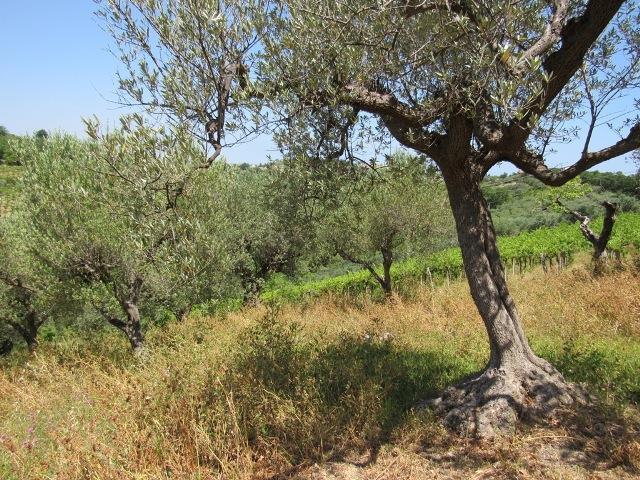 Image No.8-Terre à vendre à Torino di Sangro