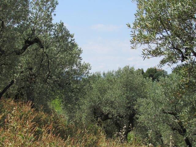 Image No.12-Terre à vendre à Torino di Sangro