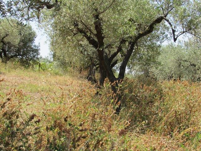 Image No.13-Terre à vendre à Torino di Sangro