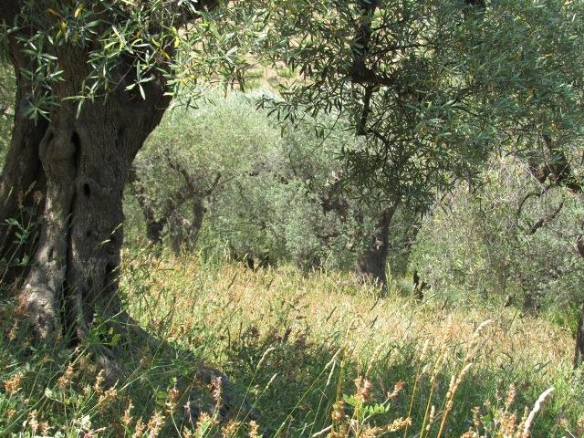 Image No.14-Terre à vendre à Torino di Sangro