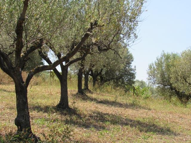 Image No.15-Terre à vendre à Torino di Sangro