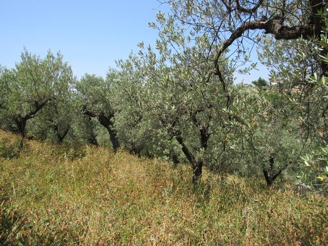 Image No.17-Terre à vendre à Torino di Sangro
