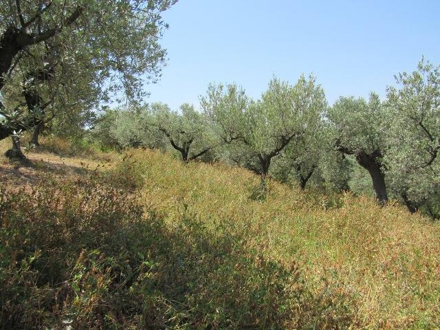 Image No.18-Terre à vendre à Torino di Sangro