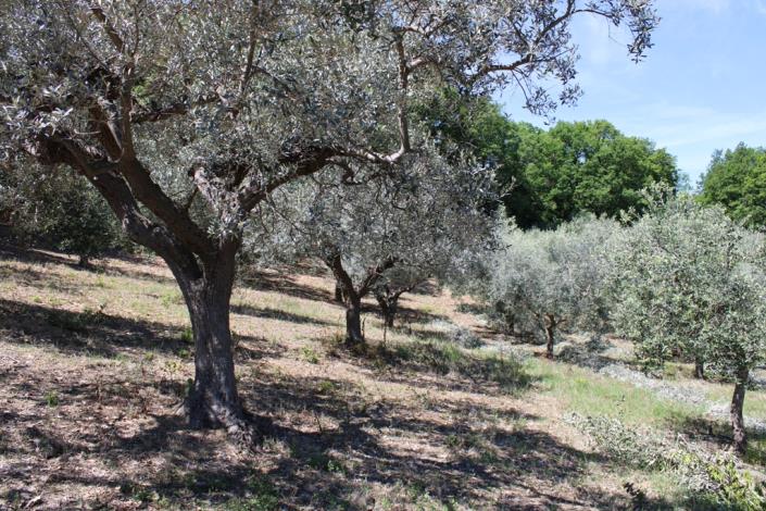 Image No.4-Maison de campagne de 2 chambres à vendre à Casalbordino
