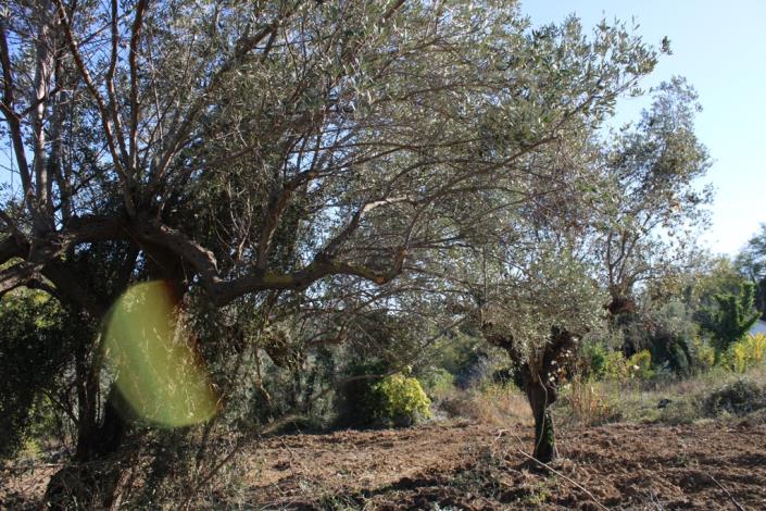 Image No.15-Propriété de pays de 3 chambres à vendre à Torino di Sangro