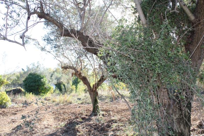 Image No.16-Propriété de pays de 3 chambres à vendre à Torino di Sangro