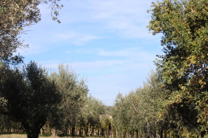 Image No.19-Propriété de pays de 3 chambres à vendre à Torino di Sangro