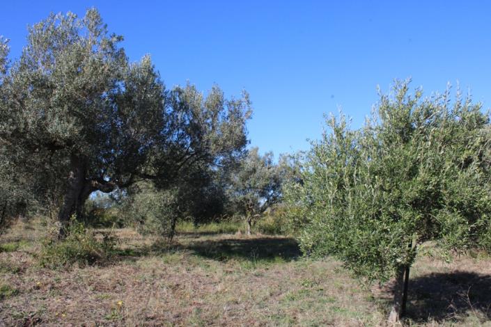 Image No.39-Maison de campagne de 3 chambres à vendre à Rocca San Giovanni